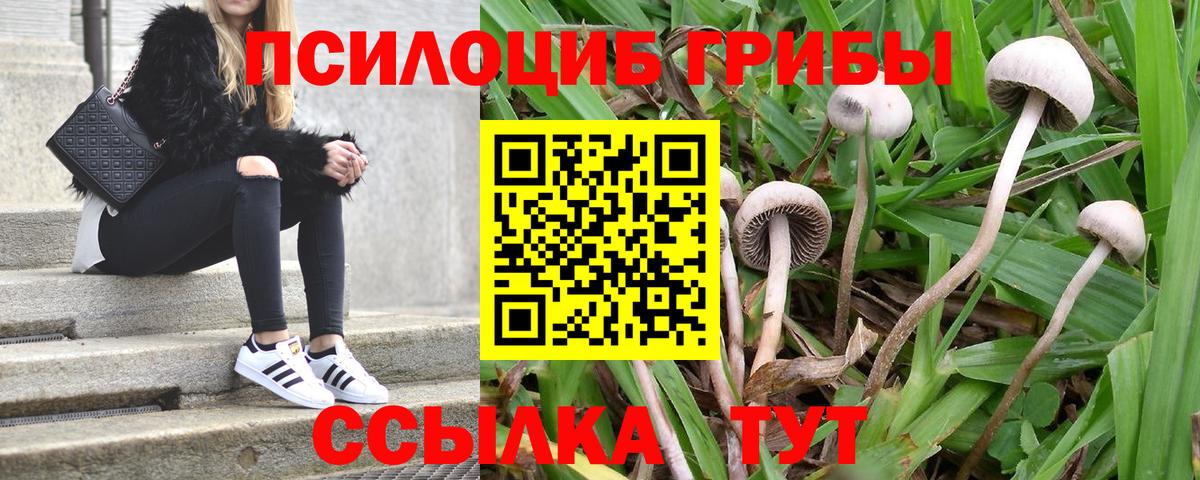 как найти закладки  Заводоуковск  Псилоцибиновые грибы прущие грибы 